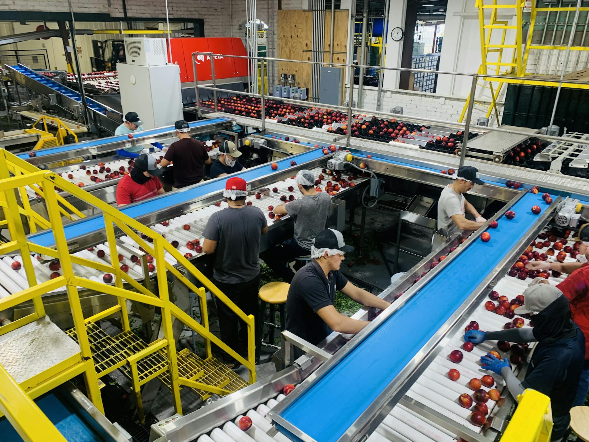 A busy factory with workers sorting red apples on conveyor belts indoors.